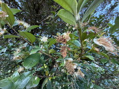 Myrceugenia planipes, photograph (c) Cody Hinchliff, some rights reserved (CC BY)