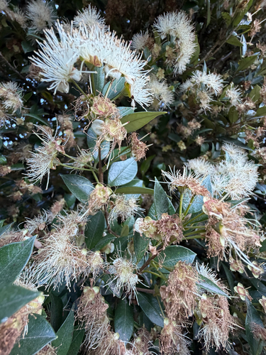 Myrceugenia planipes, photograph 3