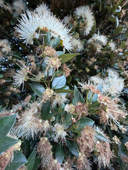 Myrceugenia planipes, photograph (c) Cody Hinchliff, some rights reserved (CC BY)