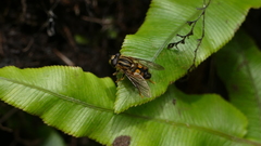 Helophilus antipodus