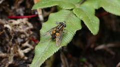 Helophilus antipodus