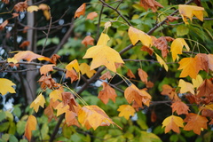 Liriodendron × sinoamericanum