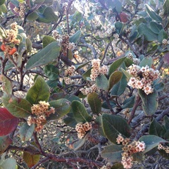Rhus standleyi