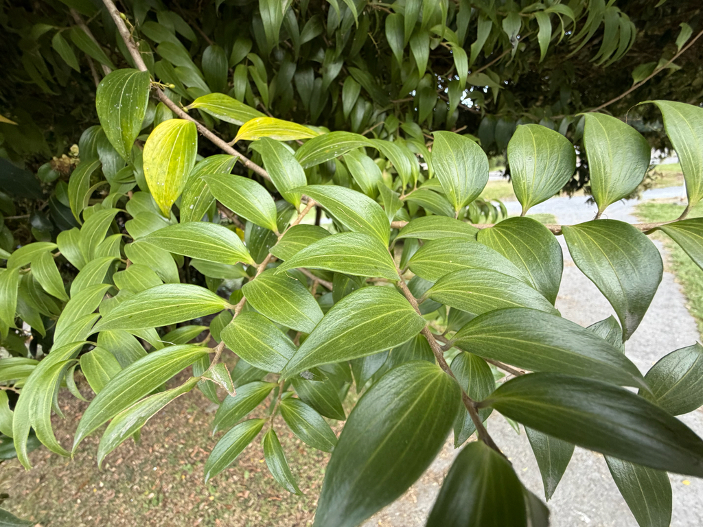 Griselinia ruscifolia; photograph (c) Cody Hinchliff, some rights reserved (CC BY)