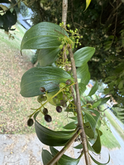 (c) Cody Hinchliff, some rights reserved (CC BY) Griselinia ruscifolia, photograph (c) Cody Hinchliff, some rights reserved (CC BY)