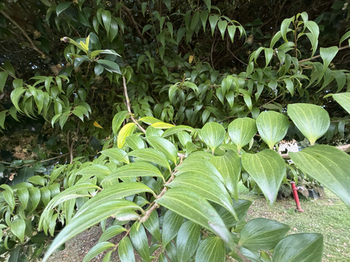 Griselinia ruscifolia, photograph 3