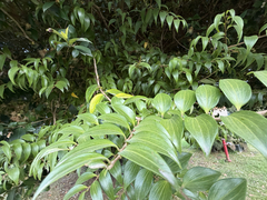 (c) Cody Hinchliff, some rights reserved (CC BY) Griselinia ruscifolia, photograph (c) Cody Hinchliff, some rights reserved (CC BY)