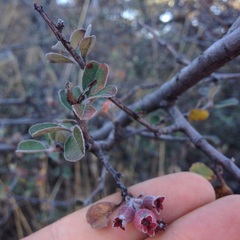 Malacomeles denticulata