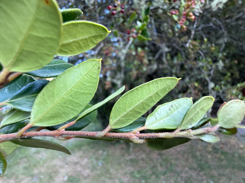 Amomyrtus luma, photograph 4