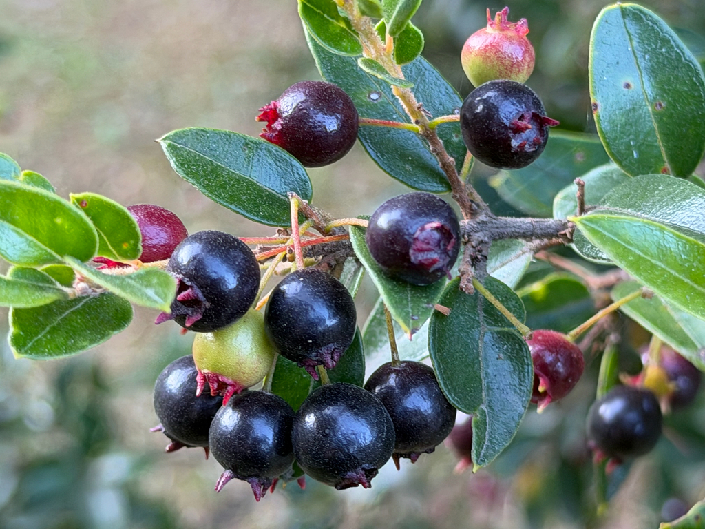 Amomyrtus luma; photograph (c) Cody Hinchliff, some rights reserved (CC BY)