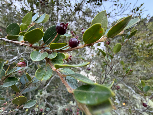 Amomyrtus luma, photograph 6