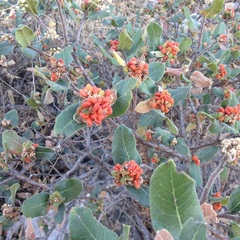 Rhus standleyi