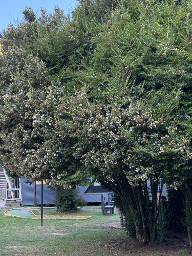 Griselinia ruscifolia, photograph 5