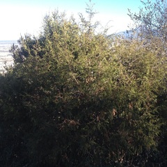 Juniperus deppeana