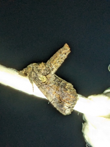 Pygmy Paectes Moth photo 2