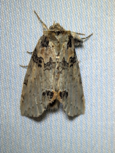 Tufted Thyatirine Moth photo 4