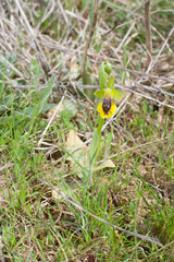 Ophrys lutea lutea