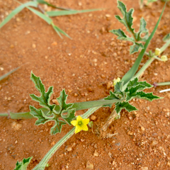 Cucumis anguria