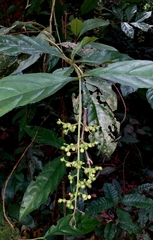 Bertiera