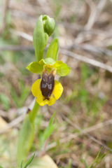 Ophrys lutea lutea