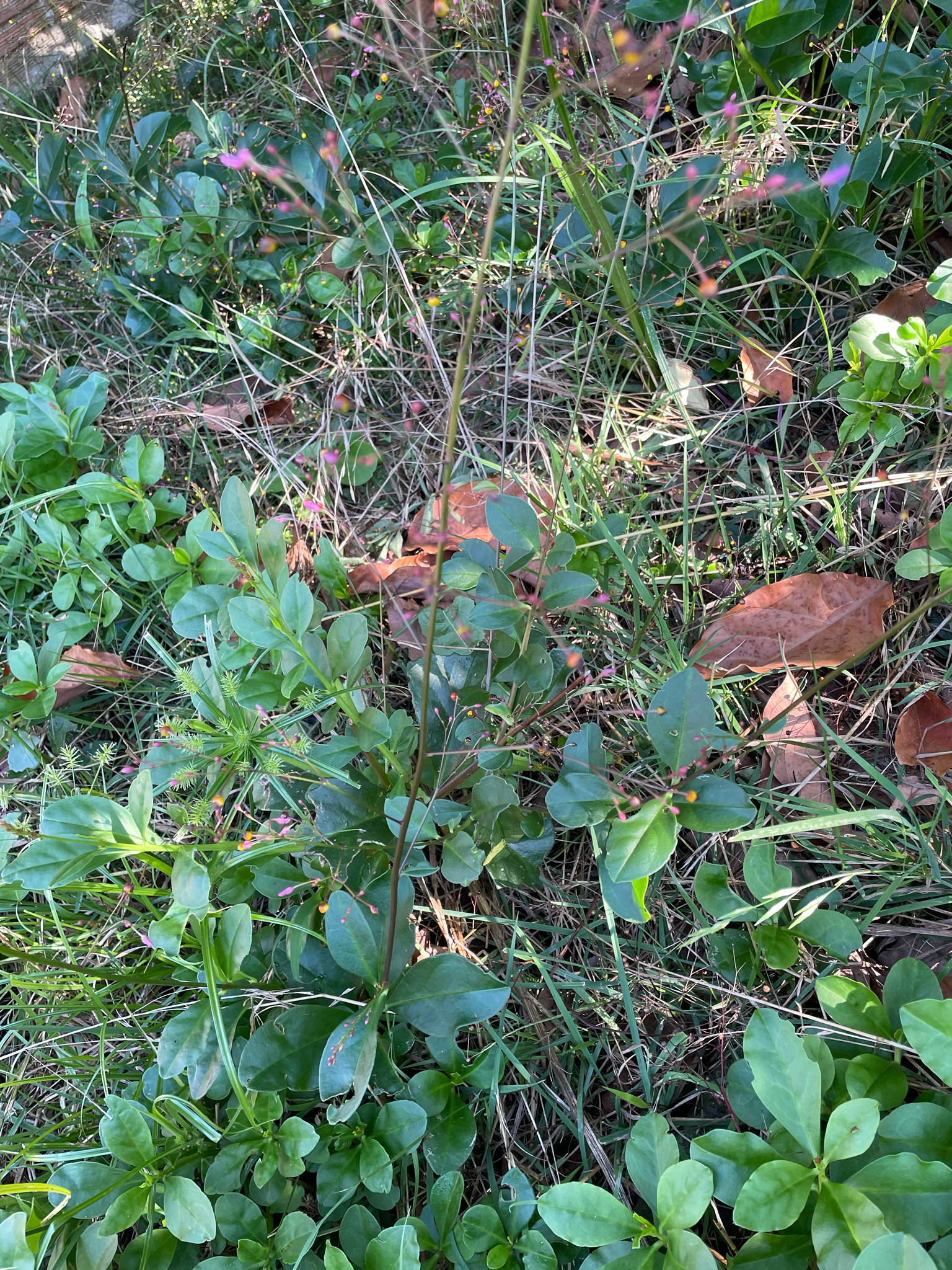 Talinum paniculatum