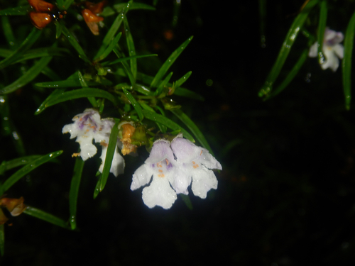 Prostanthera linearis, photograph 1