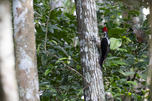 Crimson-crested Woodpecker (Campephilus melanoleucos), photo 4