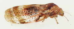 Creiis lituratus