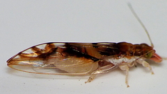 Leptospermonastes