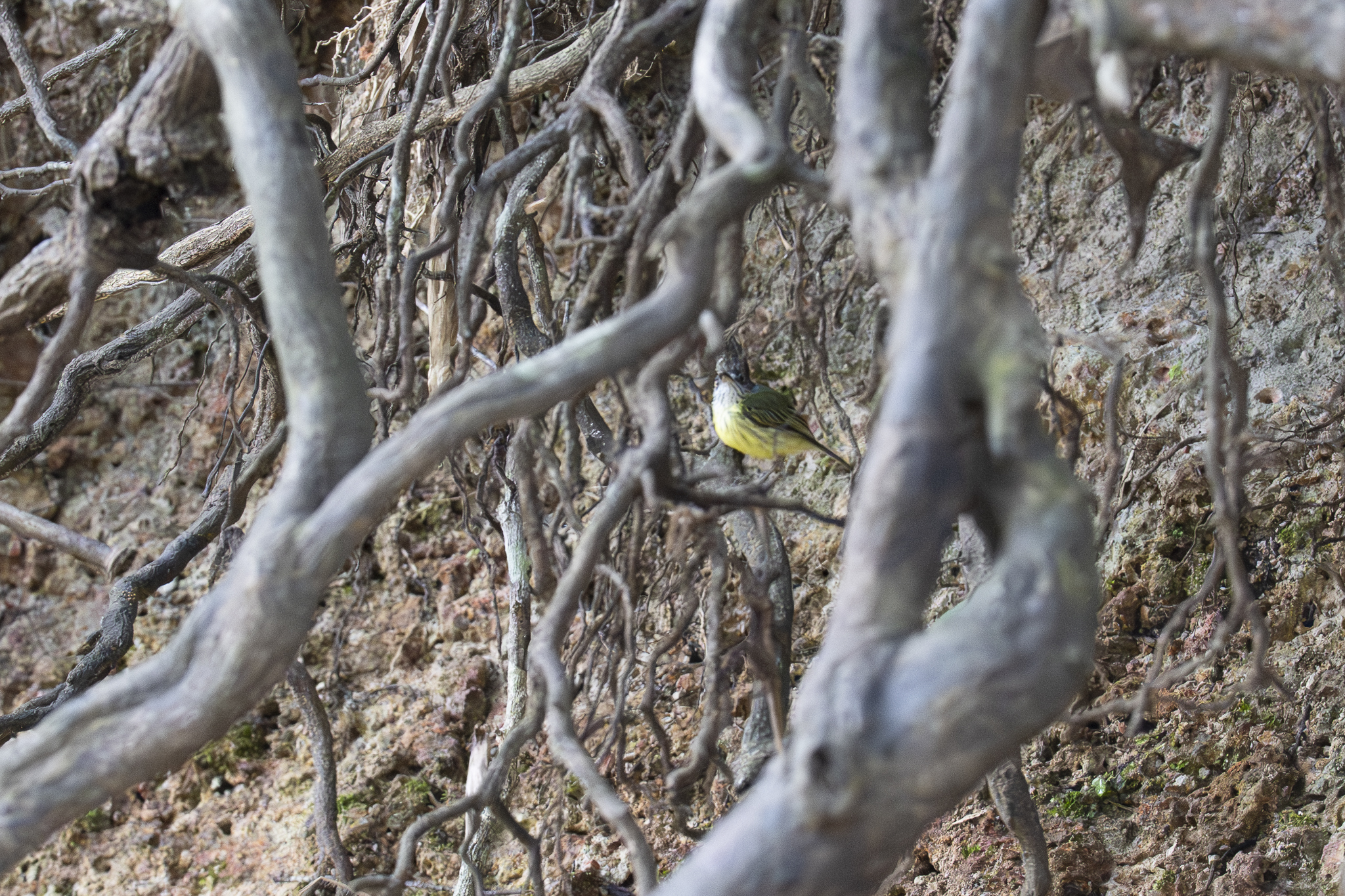 Spotted Tody-Flycatcher (Todirostrum maculatum), photo 1
