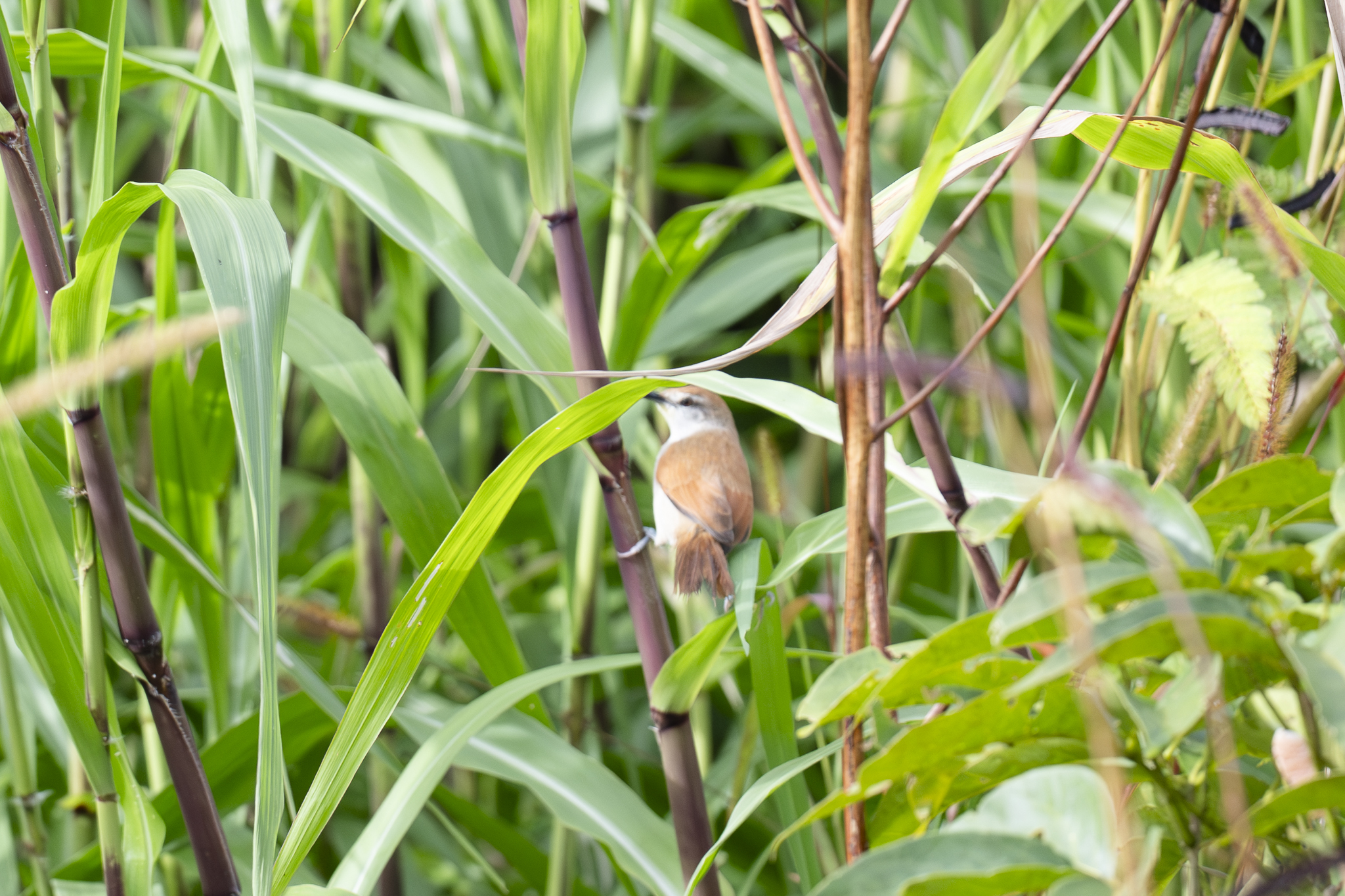 Yellow-chinned Spinetail (Certhiaxis cinnamomeus), photo 9