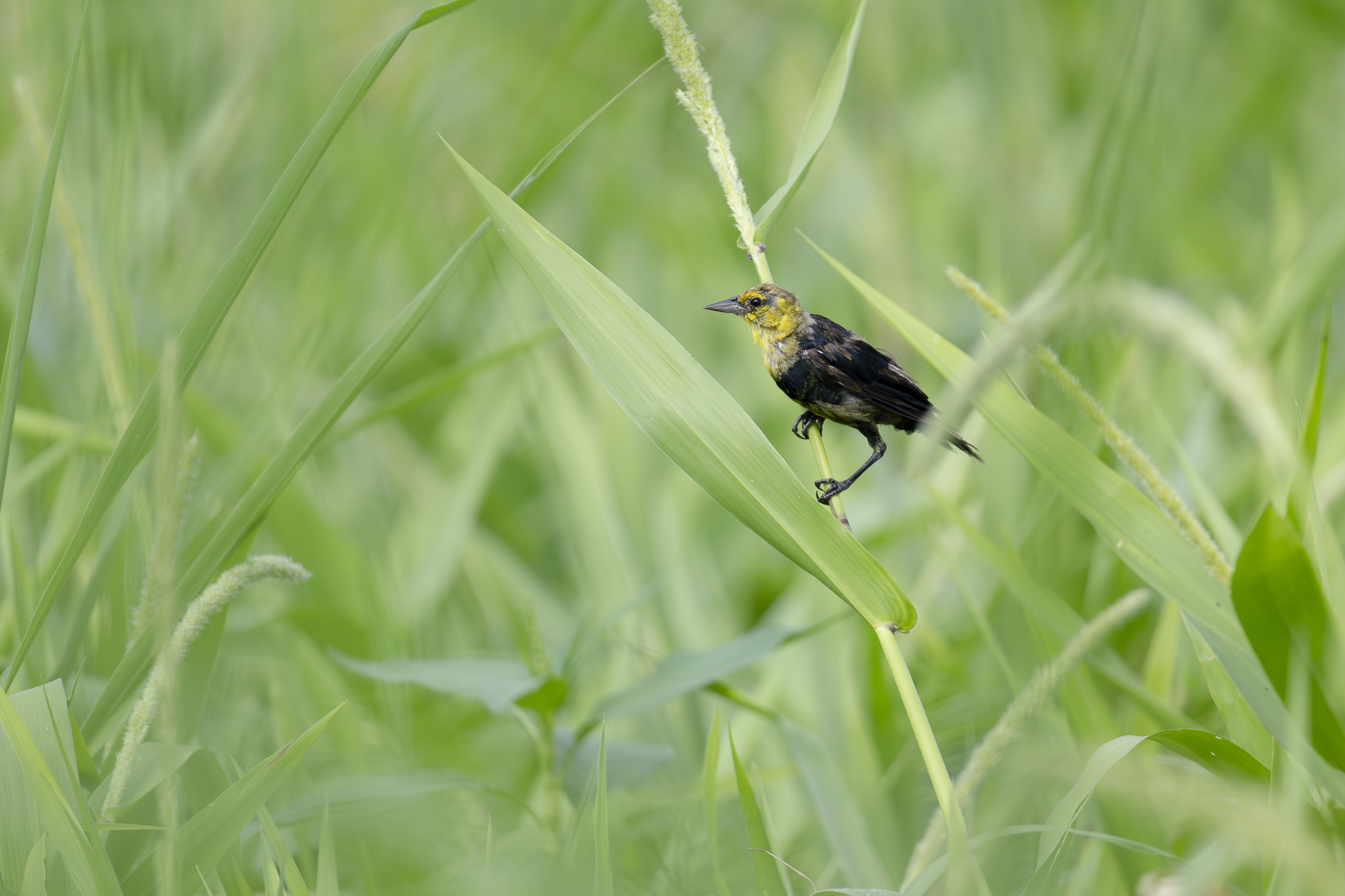 Yellow-hooded Blackbird (Chrysomus icterocephalus), photo 2