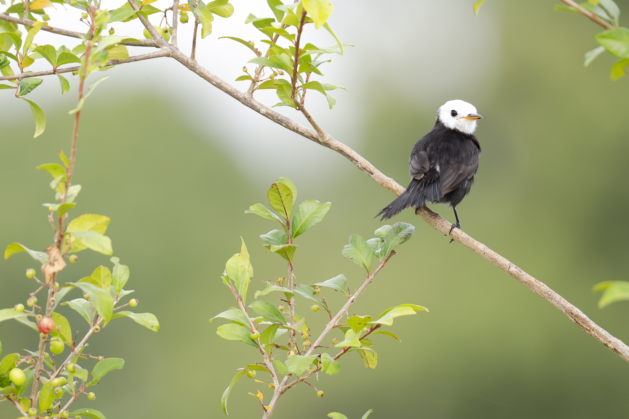 White-headed Marsh Tyrant (Arundinicola leucocephala), photo 6