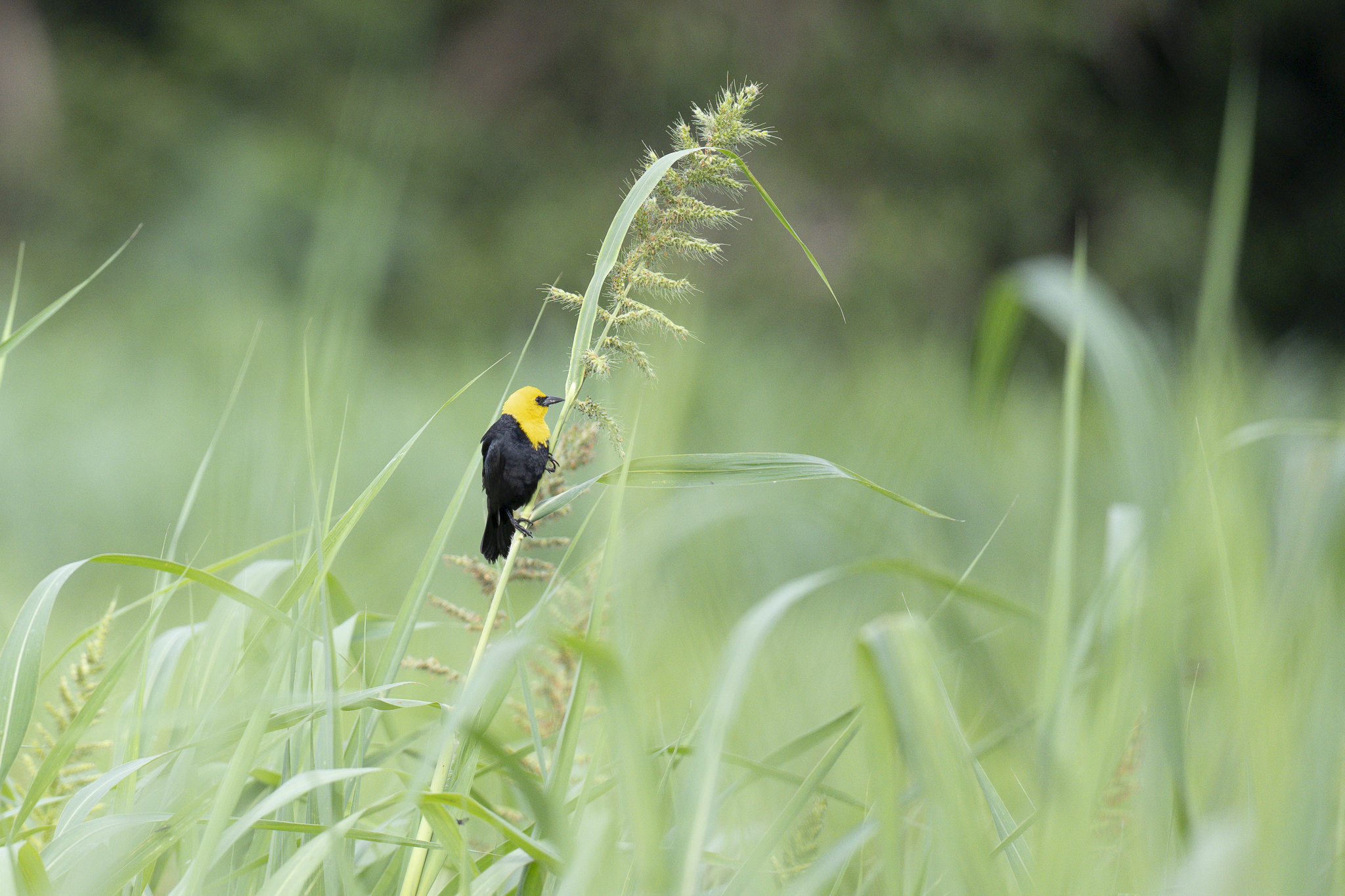 Yellow-hooded Blackbird (Chrysomus icterocephalus), photo 3
