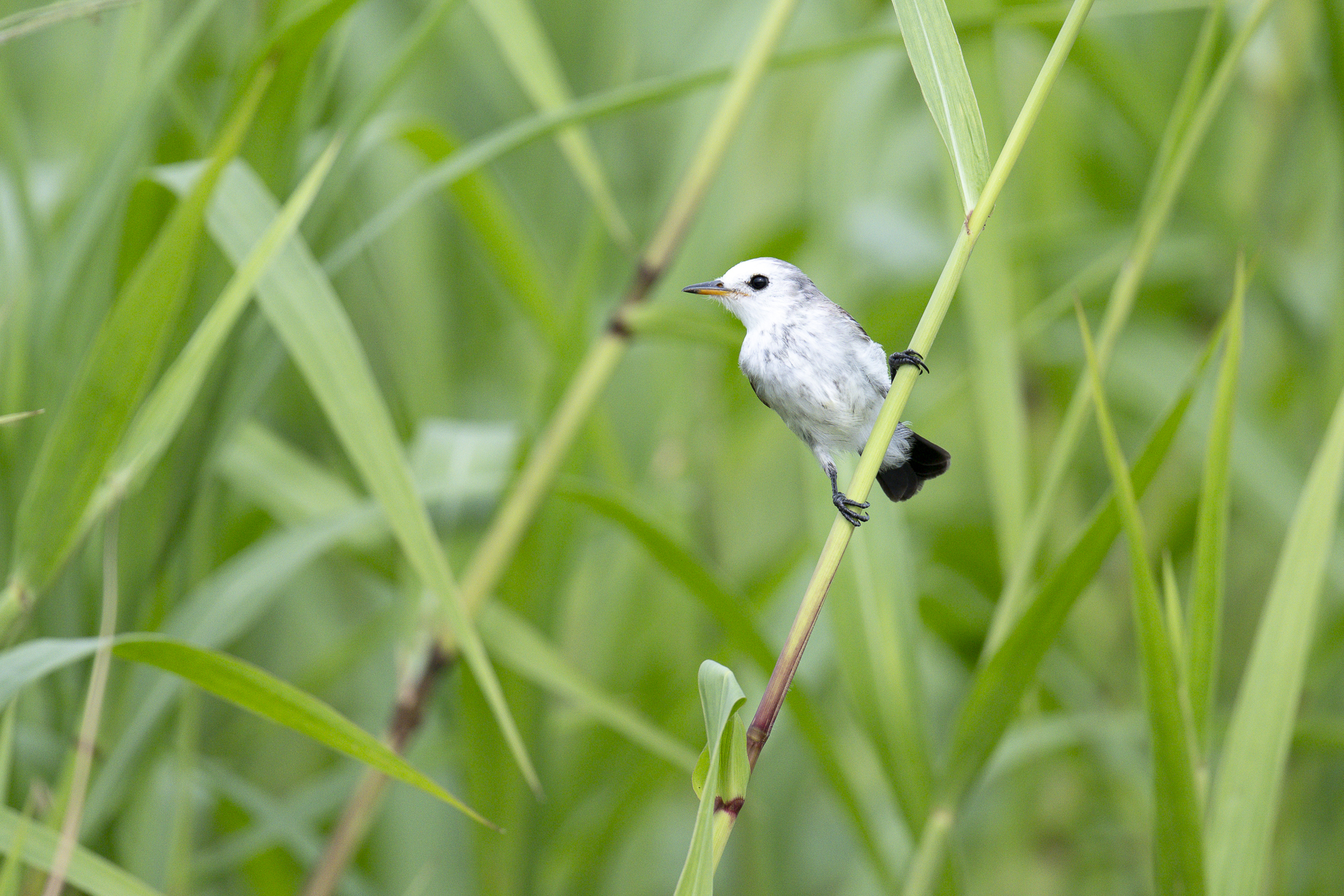 White-headed Marsh Tyrant (Arundinicola leucocephala), photo 3