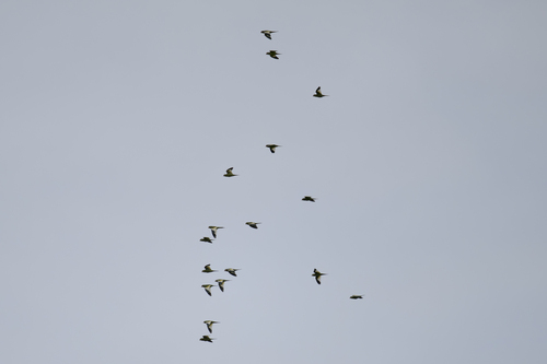 White-winged Parakeet (Brotogeris versicolurus)