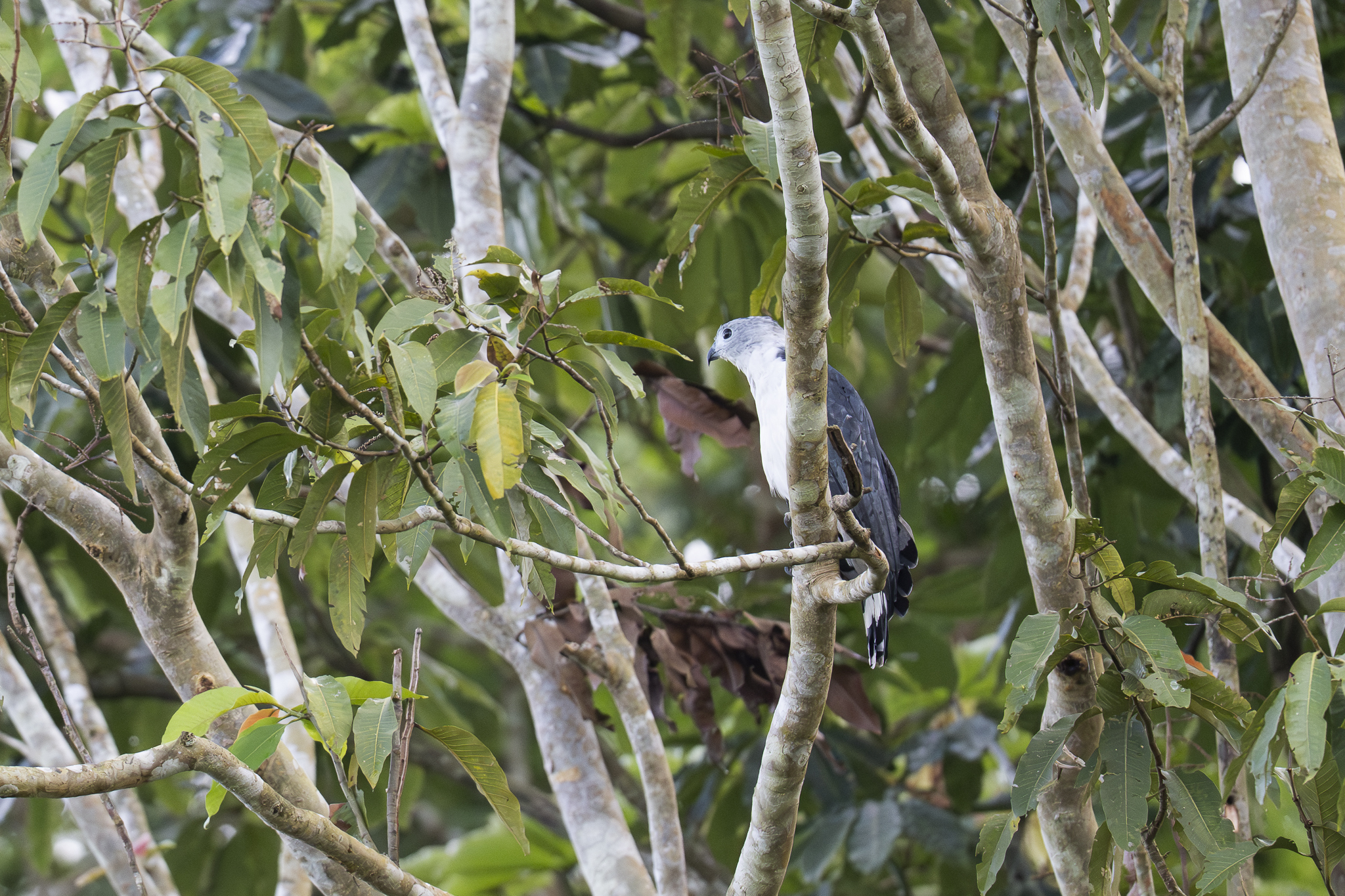 Grey-headed Kite (Leptodon cayanensis), photo 2