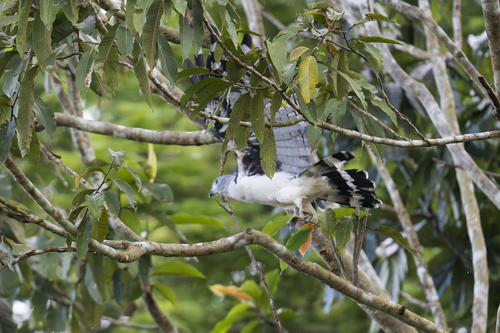 Grey-headed Kite (Leptodon cayanensis), photo 3