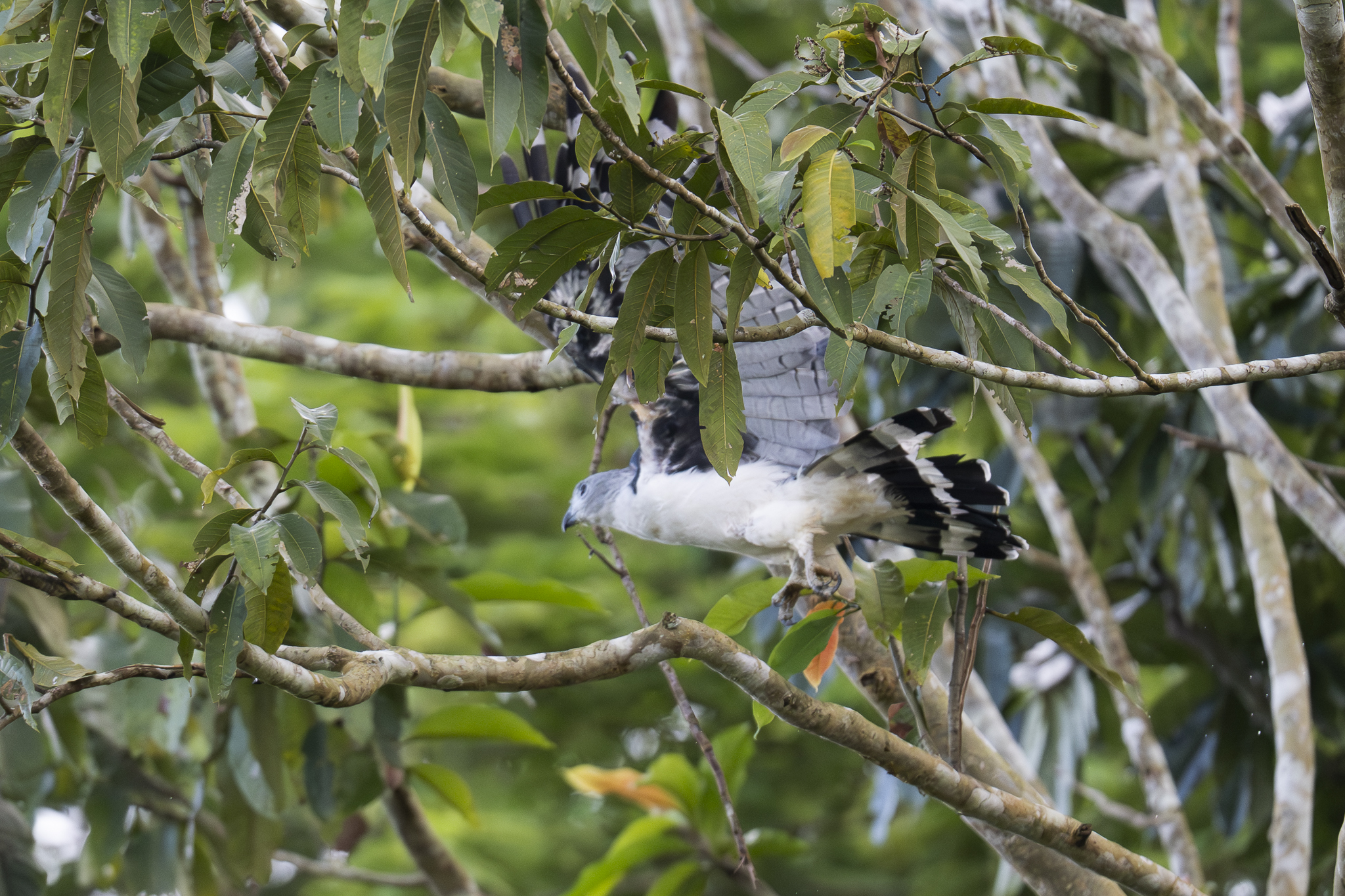 Grey-headed Kite (Leptodon cayanensis), photo 3