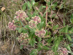 Xysmalobium parviflorum