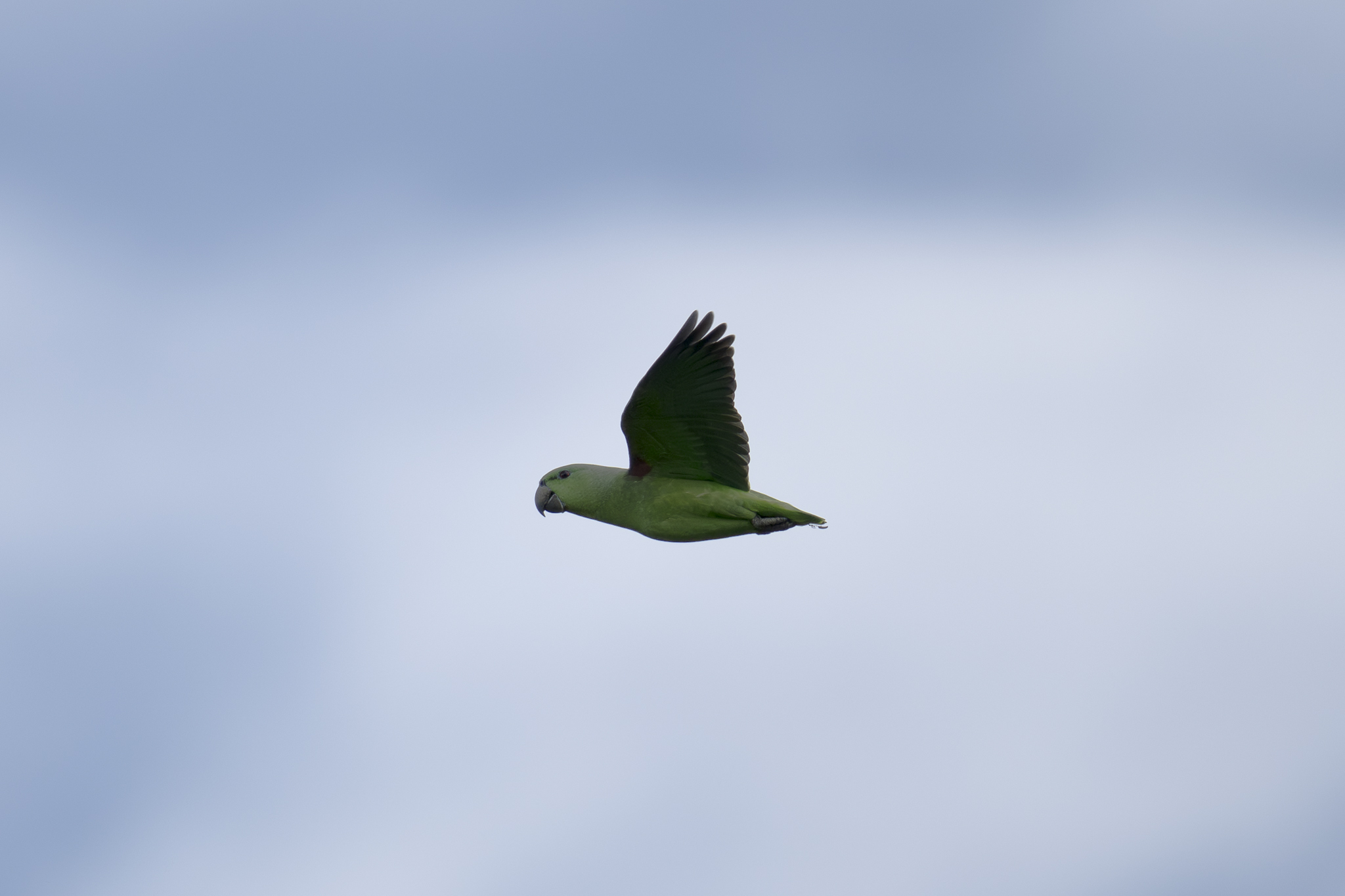Short-tailed Parrot (Graydidascalus brachyurus), photo 1