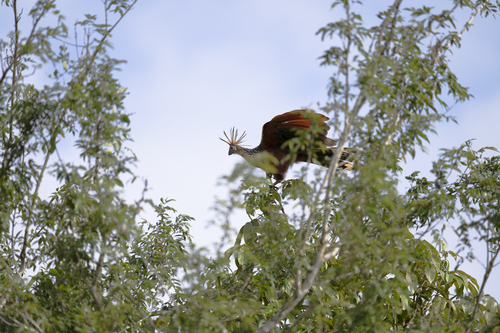 Hoatzin (Opisthocomus hoazin), photo 8