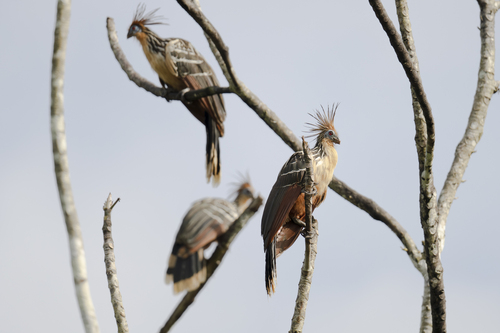 Hoatzin (Opisthocomus hoazin), photo 7