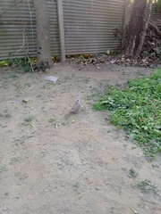 Streptopelia decaocto