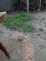 Streptopelia decaocto