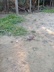 Streptopelia decaocto