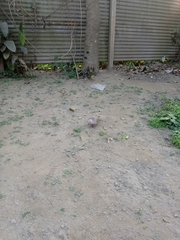 Streptopelia decaocto