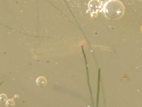 iNaturalist observation photo of Brine Shrimp and Fairy Shrimp