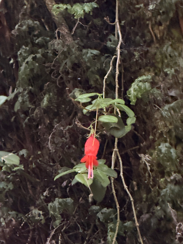 Sarmienta scandens, photograph 6