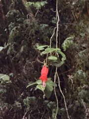 Sarmienta scandens, photograph (c) Cody Hinchliff, some rights reserved (CC BY)